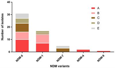 High Prevalence of blaNDM Variants Among Carbapenem-Resistant Escherichia coli in Northern Jiangsu Province, China